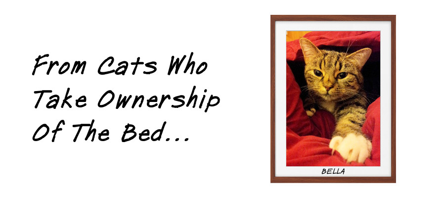 From cats who take ownership of the bed