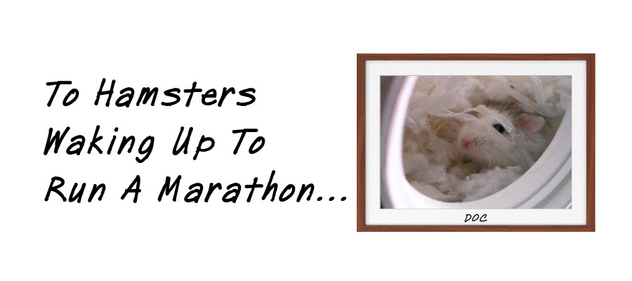 To hamsters waking up to run a marathon