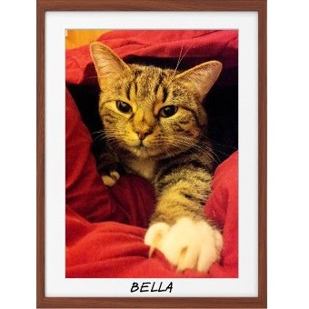 A tabby cat in bed