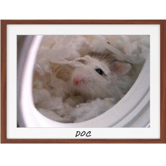 A hamster waking up to run a marathon
