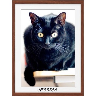 A black cat