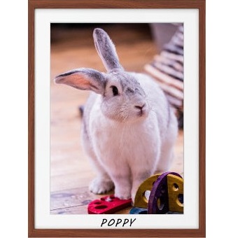 A white rabbit