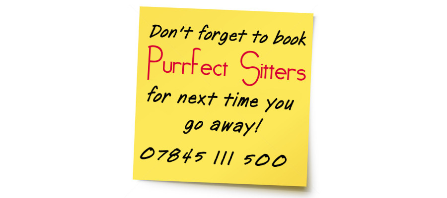 Don't forget to call Purrfect Sitters for next time you go away on 07845 111 500