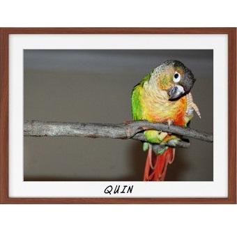 A green cheeked conure preening themselves